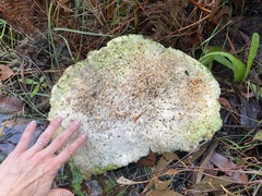 Piptoporus australiensis