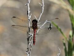 Diplacodes melanopsis