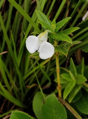 Impatiens