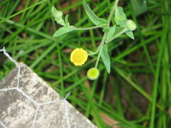 Pulicaria scabra