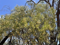 Acacia oswaldii