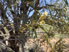 Acacia oswaldii