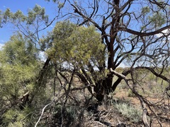 Acacia oswaldii