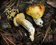 Hygrophorus hypothejus