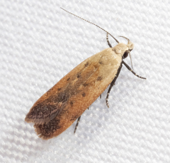 Anacampsis fullonella