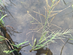 Eleusininae