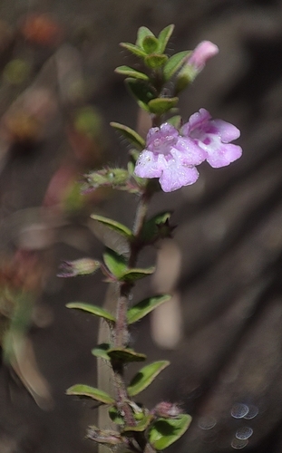 Micromeria biflora, photograph 3