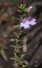 Micromeria biflora, photograph author not stated, no rights reserved