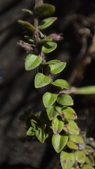 Micromeria biflora, photograph author not stated, no rights reserved