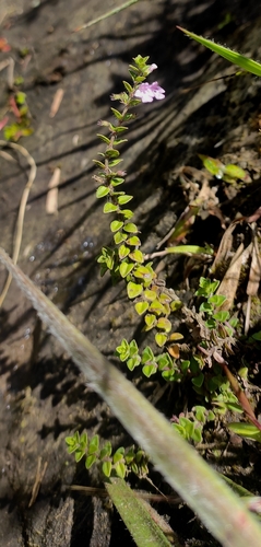 Micromeria biflora, photograph 5