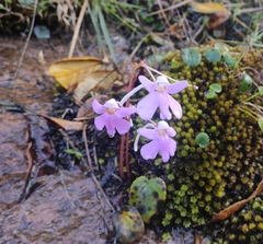 Impatiens scapiflora