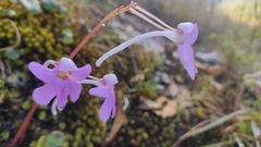 Impatiens scapiflora
