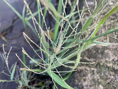Eleusininae