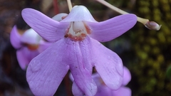 Impatiens scapiflora