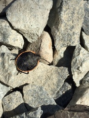 Chlorochroa
