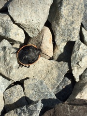 Chlorochroa