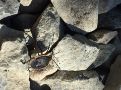 Chlorochroa