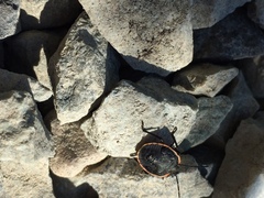 Chlorochroa