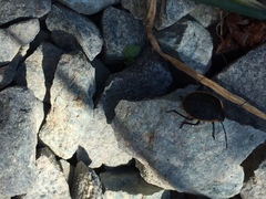 Chlorochroa