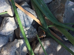 Chlorochroa