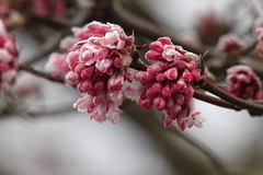 Viburnum farreri
