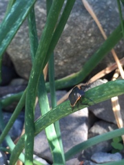 Chlorochroa