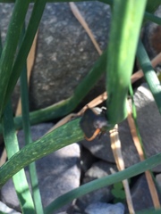Chlorochroa