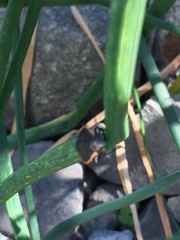 Chlorochroa