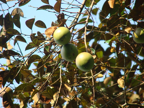 Chrysophyllum cainito