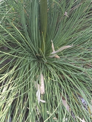 Xanthorrhoea preissii