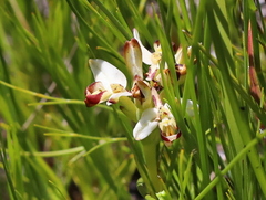 Disa bivalvata