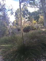 Xanthorrhoea preissii