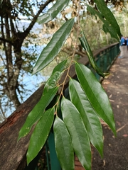 Castanopsis