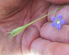 Wahlenbergia gymnoclada