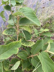 Callicarpa formosana formosana