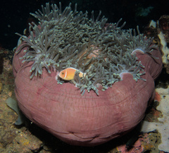 Heteractis magnifica