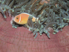 Amphiprion perideraion