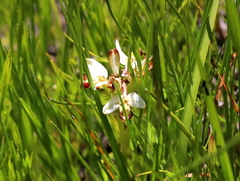 Disa bivalvata