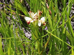 Disa bivalvata