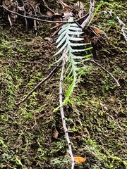 Notogrammitis heterophylla