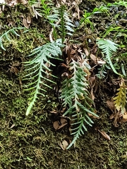 Notogrammitis heterophylla