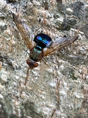 Lamprogaster flavipennis