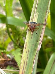 Lamprogaster flavipennis