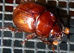 Odonteus
