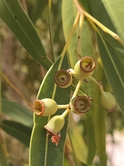 Corymbia opaca