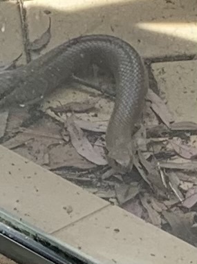 Eastern Brown Snake sighting