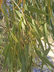 Corymbia opaca