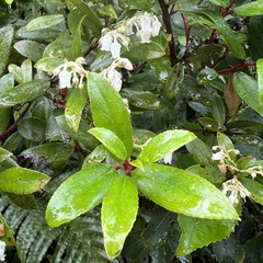 Gaultheria paniculata