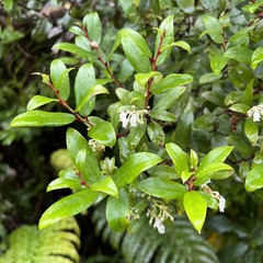 Gaultheria paniculata