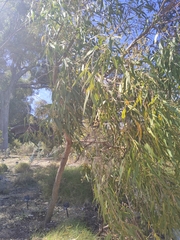 Corymbia opaca